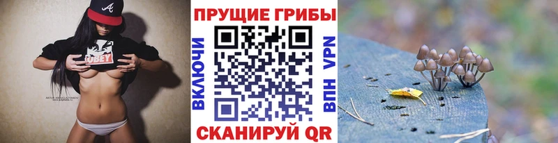 Псилоцибиновые грибы Psilocybe Аркадак